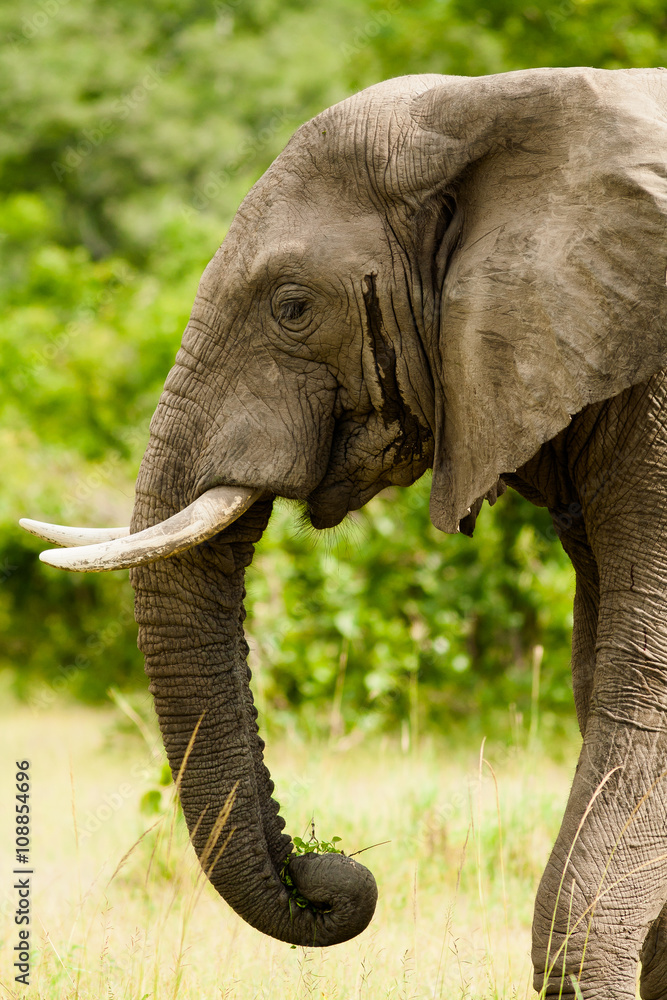 Obraz premium African Elephant