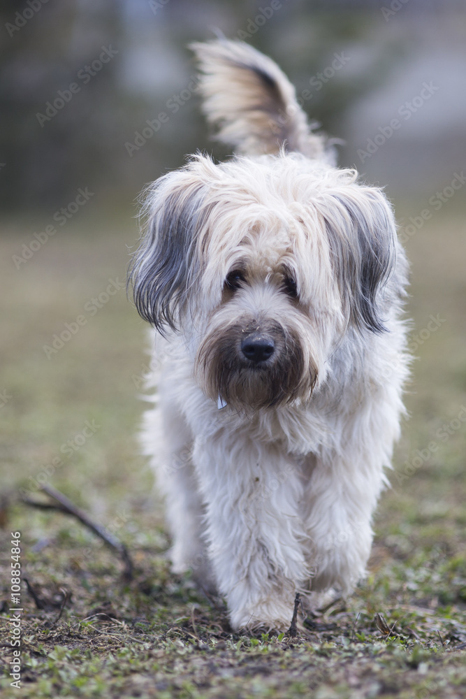 Romanian Shepperd dog