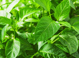 lush pepper leaves