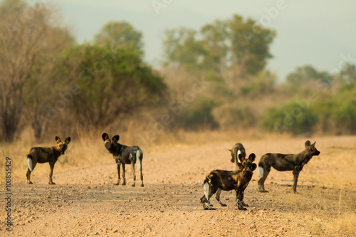 Pack of wild dogs