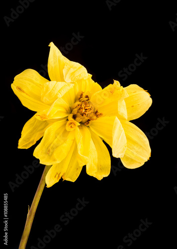 Yellow Wither Dahlia flower