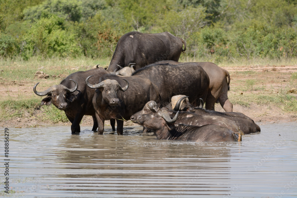 African buffalo herd drinking and wading in a shallow waterhole to obtain relief from the heat of the midday sun African buffalo herd drinking and wading in a shallow waterhole to obtain relief from the heat of the midday sun