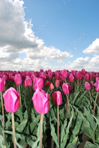 Tulipany - liliowate