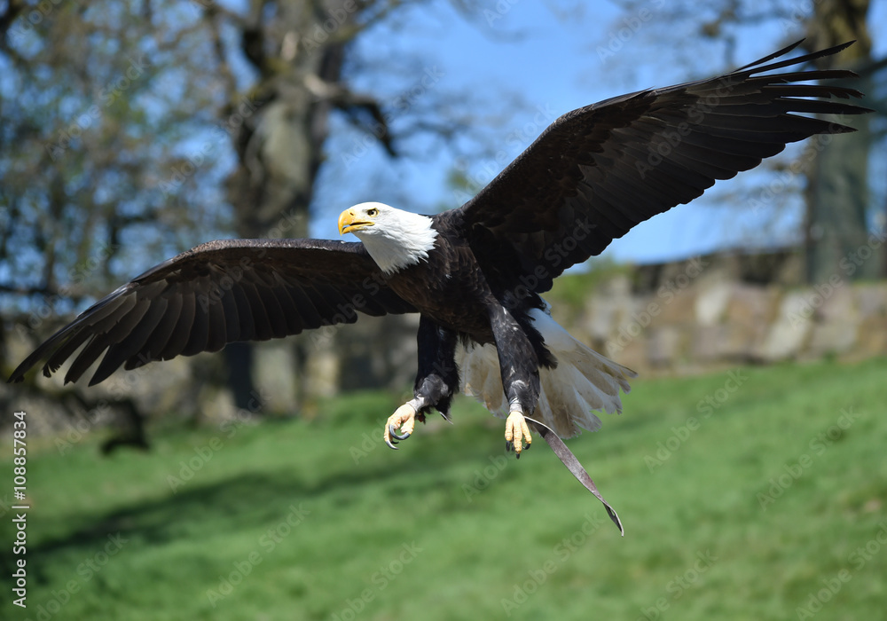 Fototapeta premium Weißkopfseeadler fliegt