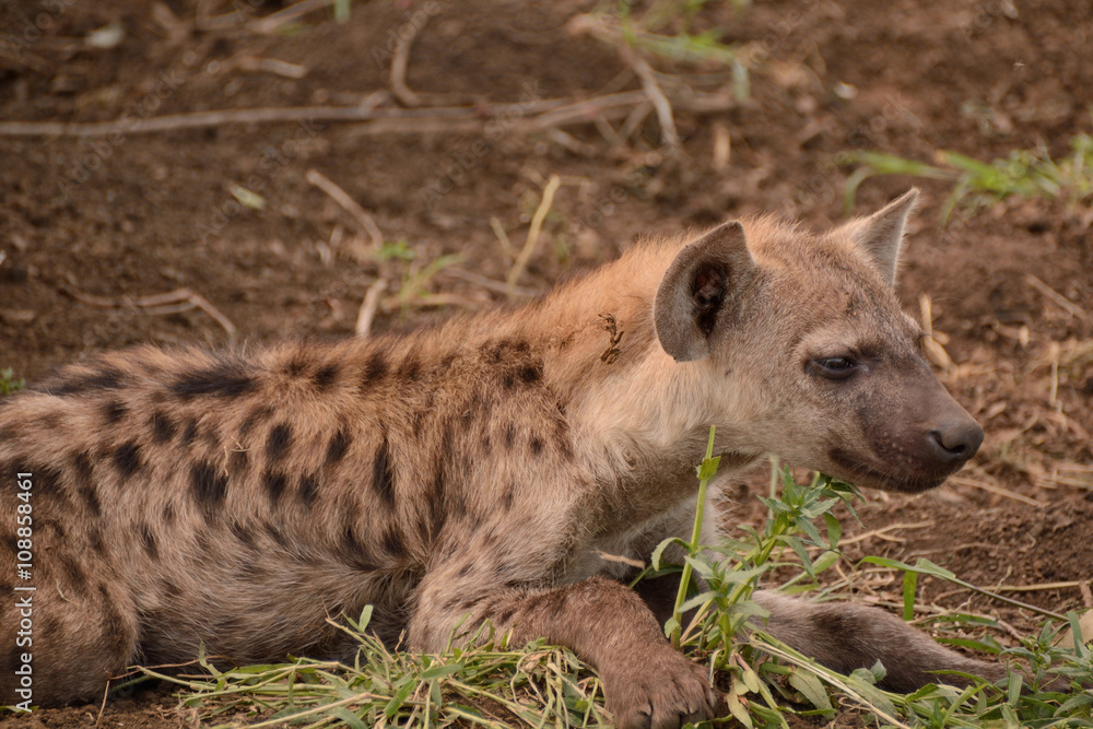 Spotted hyena cub alert to movement in the bush within close proximity to the den Spotted hyena cub alert to movement in the bush within close proximity to the den