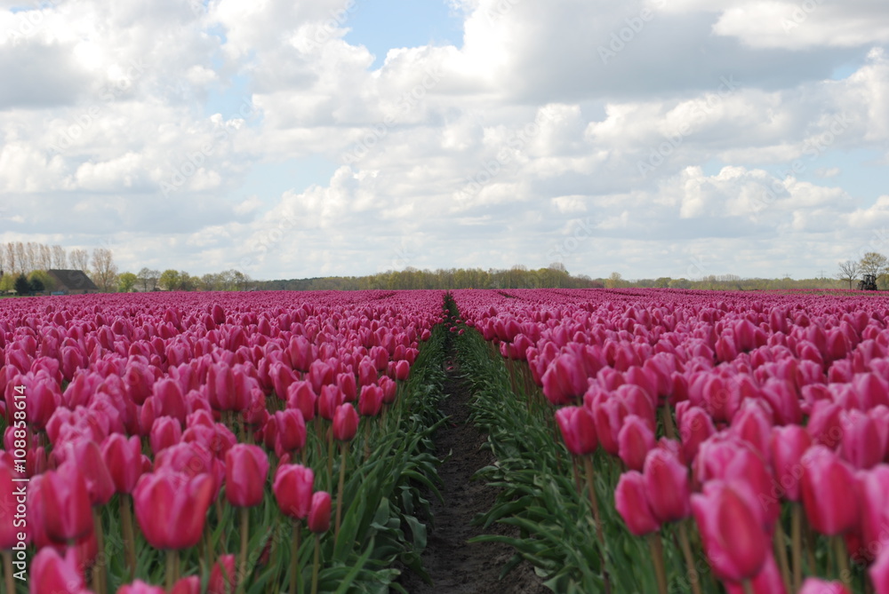 Fototapeta premium Uprawa tulipanów w Holandii
