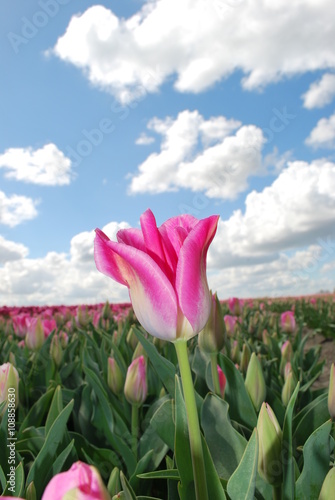 The Dutch landscape in spring - field of tulips