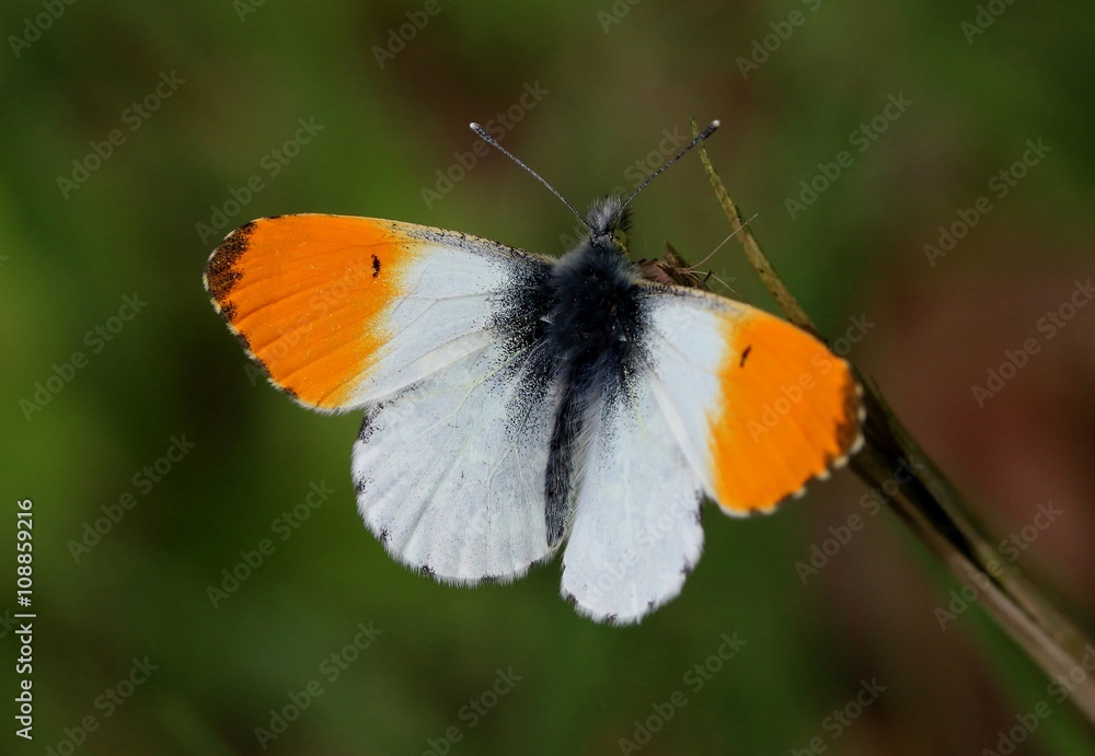 Fototapeta premium Male European Orange Tip butterfly (Anthocharis cardamines) wings opened