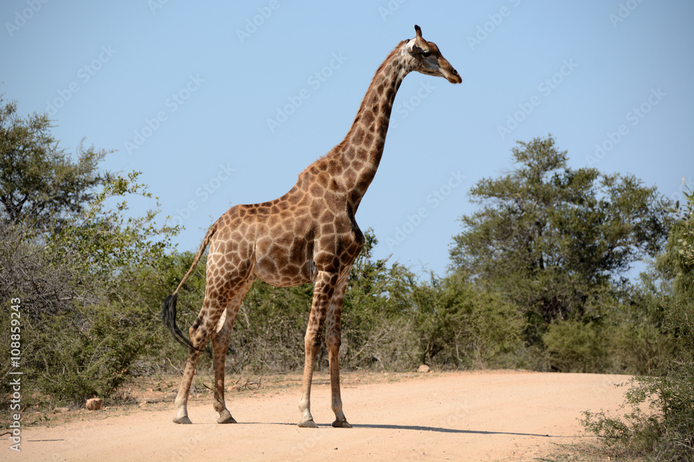 Giraffe pausing while crossing the road, ever aware and on the lookout for the possible presence of predators Giraffe pausing while crossing the road, ever aware and on the lookout for the possible presence of predators