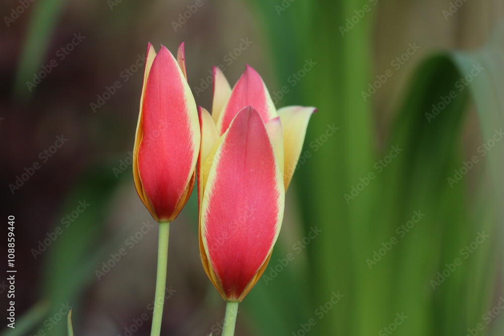 Naklejka premium Tulpe Blüte rot-gelb