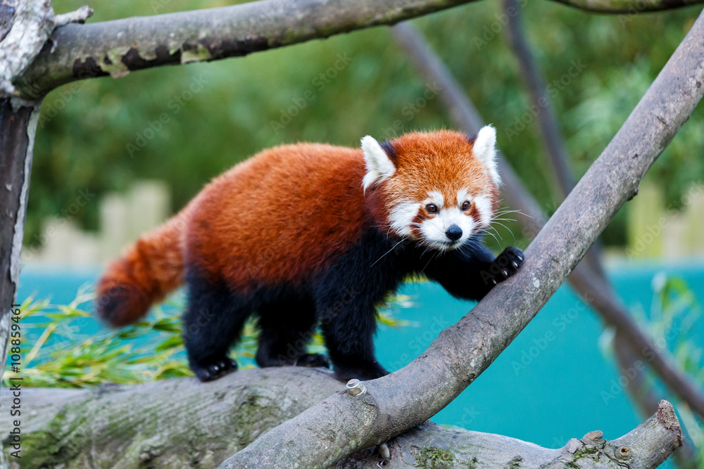 Cute red panda Cute red panda