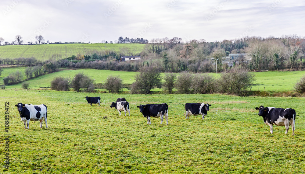 Fototapeta premium Black and white cows on the meadow