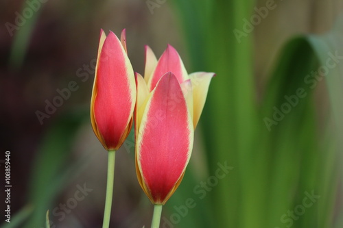 Tulpe Bl  te rot-gelb