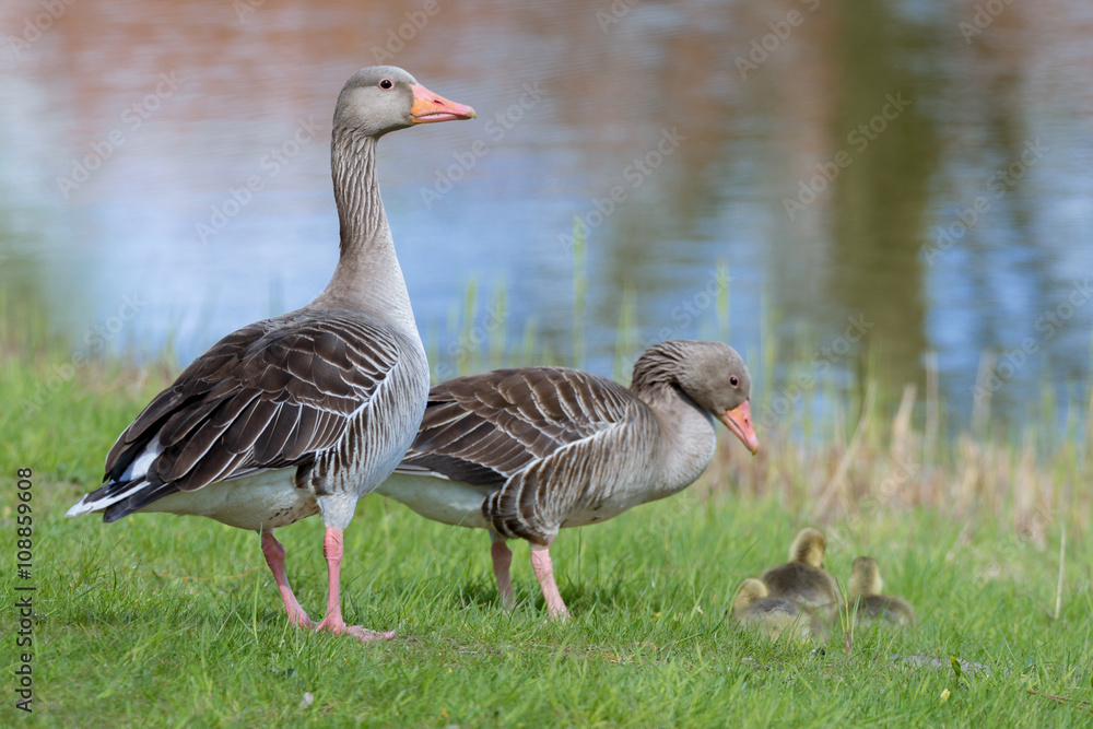 Graugans (Anser anser) Graugänse Küken Gössel Graugans (Anser anser) Graugänse Küken Gössel