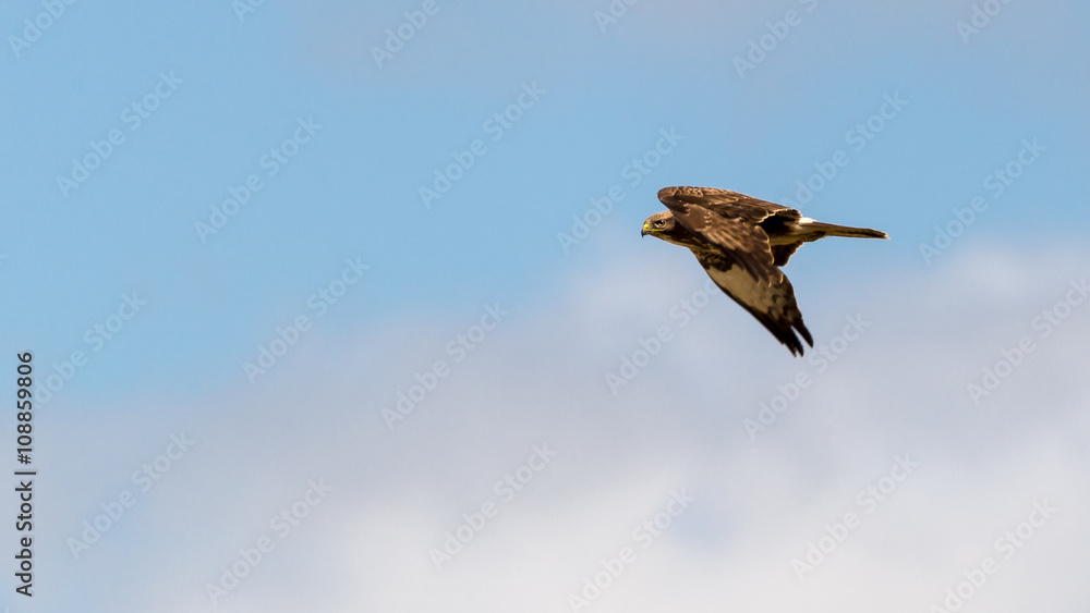 Mäusebussard (Buteo buteo) im Flug Mäusebussard (Buteo buteo) im Flug