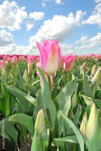 W ogrodzie tulipanów