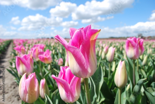 Różowe tulipany - hodowla 