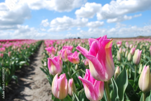 Uprawa różowych tulipanów w Europie © dagabu