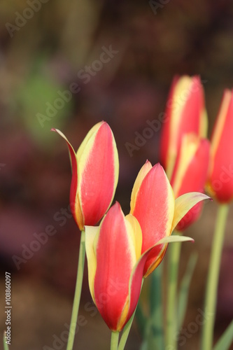 Tulpe Bl  te rot-gelb