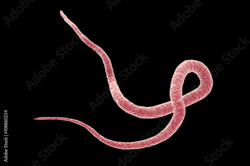 Parasitic nematode worm (roundworm) Ascaris lumbricoides which inhabits human intestine and causes disease ascariasis, isolated on black background, 3D illustration photo