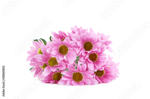 Pink chrysanthemum flowers isolated on a white