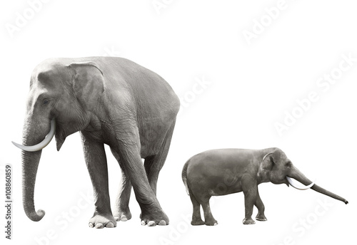 Set of sumatran elephant image