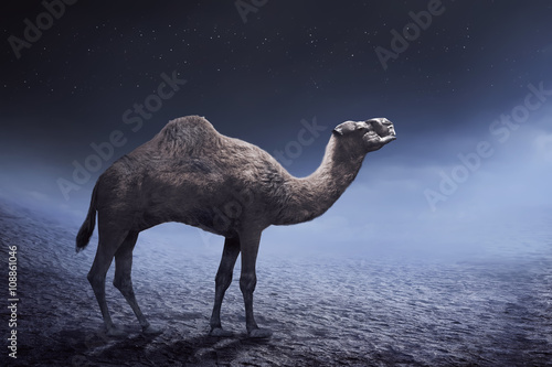 Foto Image of camel