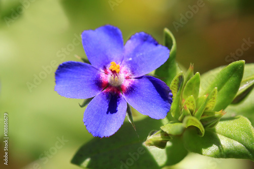Anagallis monelli flower