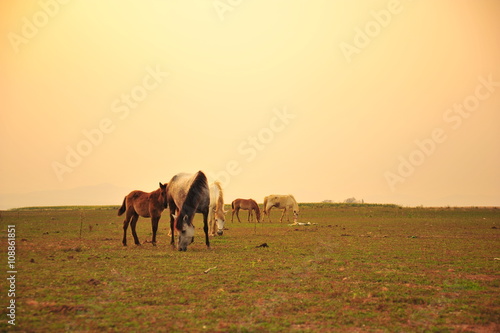 Horse in Grassland at Sunset