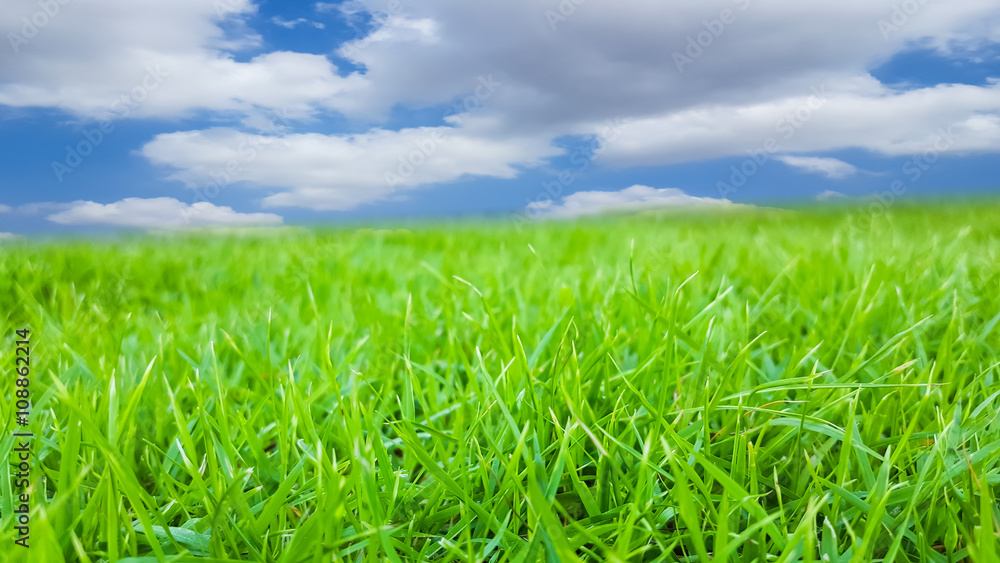 green grass texture pattern background green grass texture pattern background