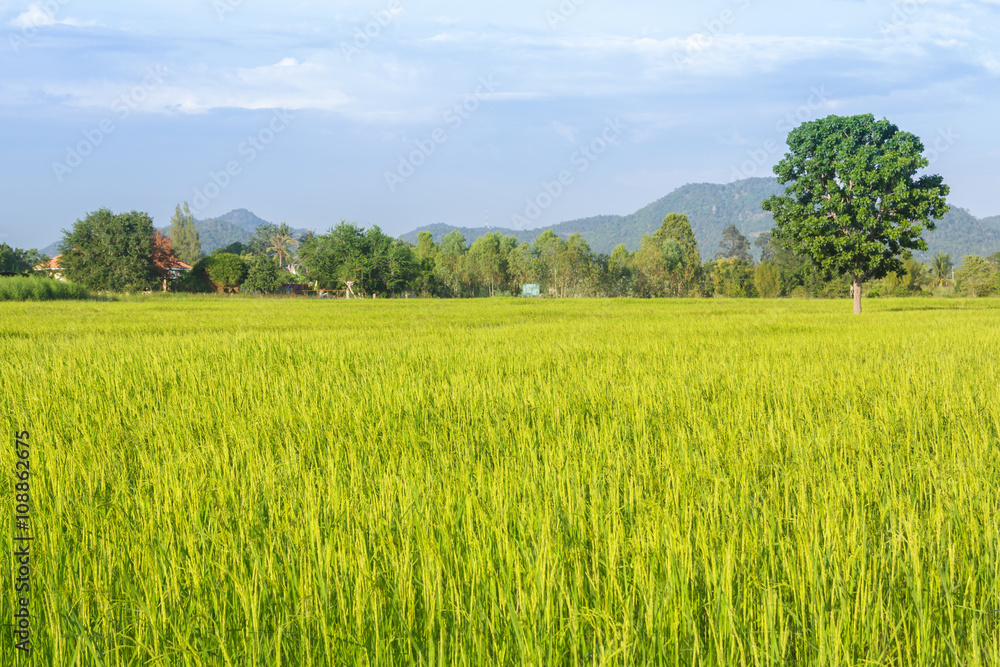 Fototapeta premium rice plantation