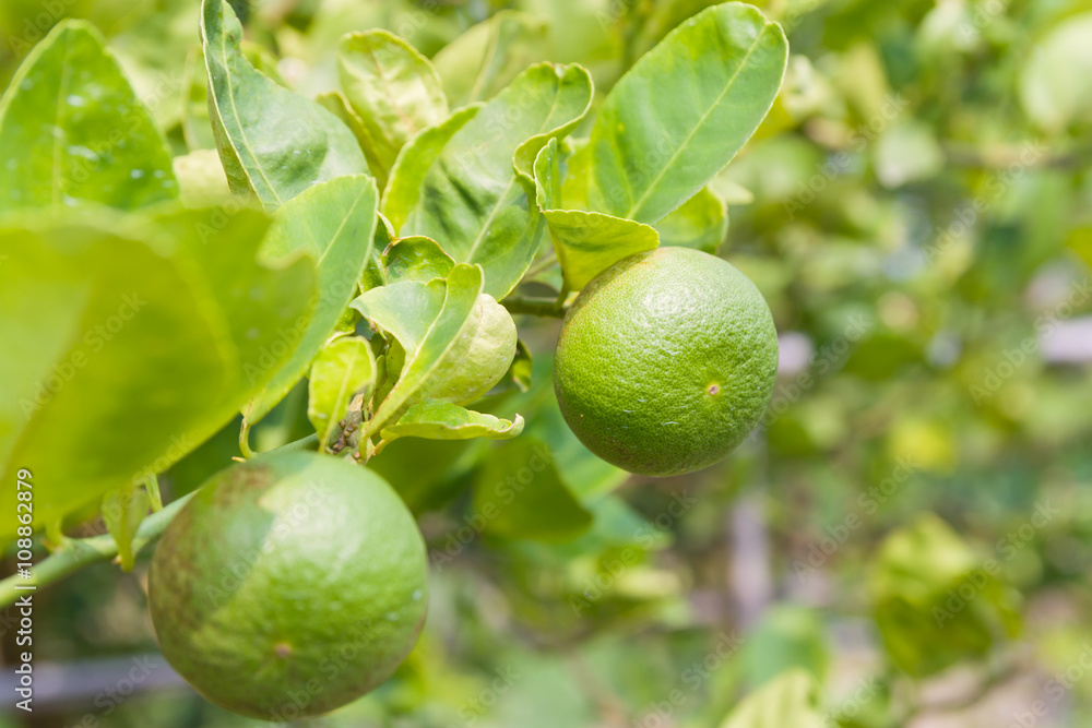 limes on tree in plantation limes on tree in plantation