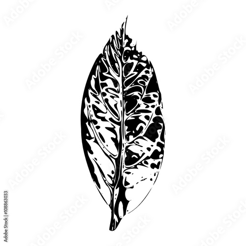 Silhouette Makro Avocado Blatt