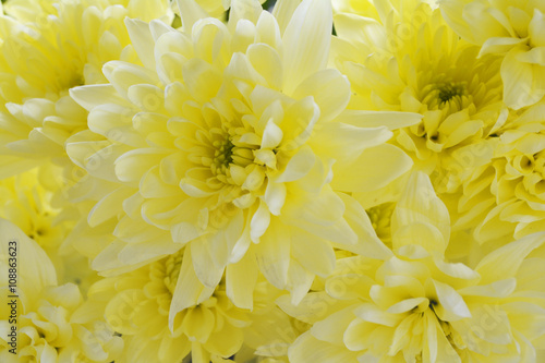  yellow chrysanthemums