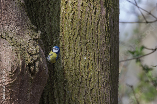 Kohlmeise sitzt am Baum