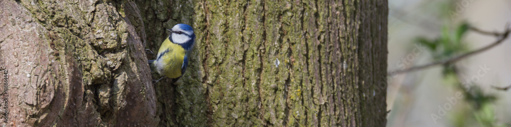 Naklejka premium Kohlmeise sitzt am Baum