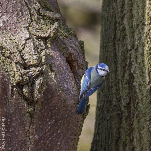 Kohlmeise sitzt am Baum