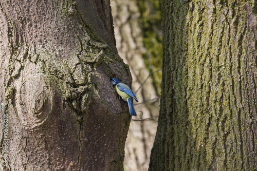 Kohlmeise sitzt am Baum