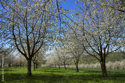 Kirschbäume