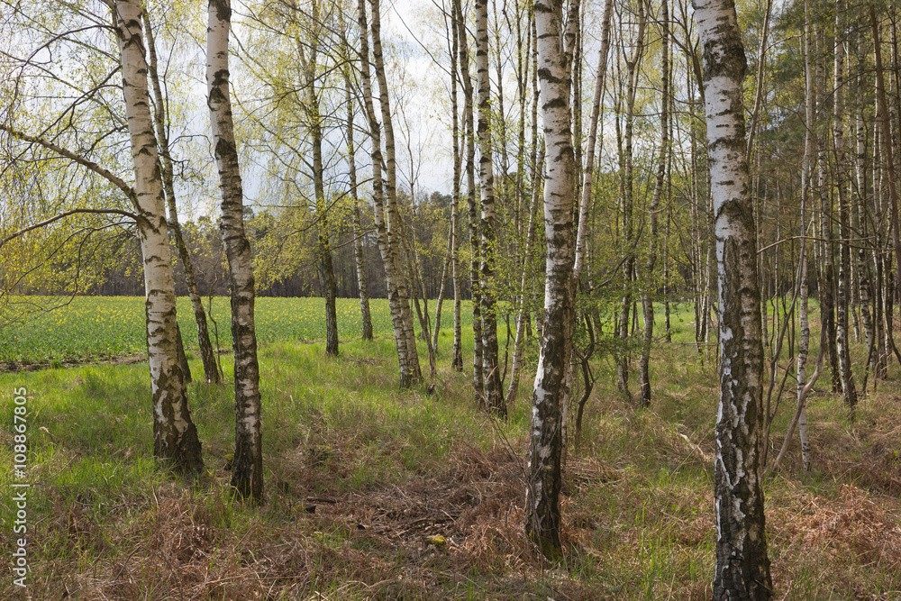Birch trees in springtime, nature background Birch trees in springtime, nature background