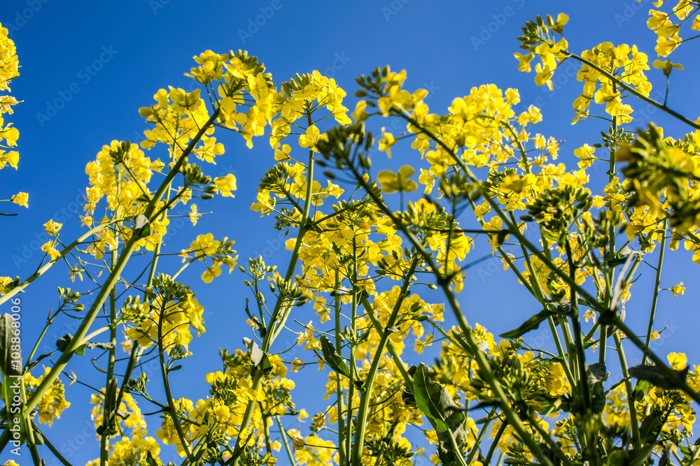 Oilseed rape on the field Oilseed rape on the field