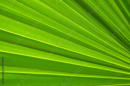 palm leaf 
