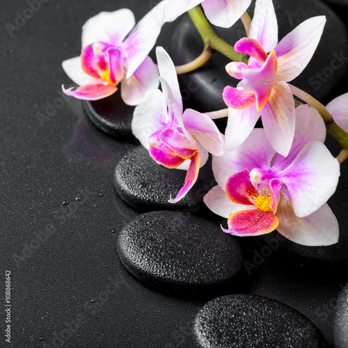 beautiful spa composition of orchid phalaenopsis on black zen st