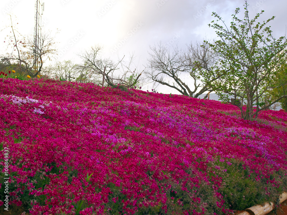 Obraz premium 芝桜の絨毯