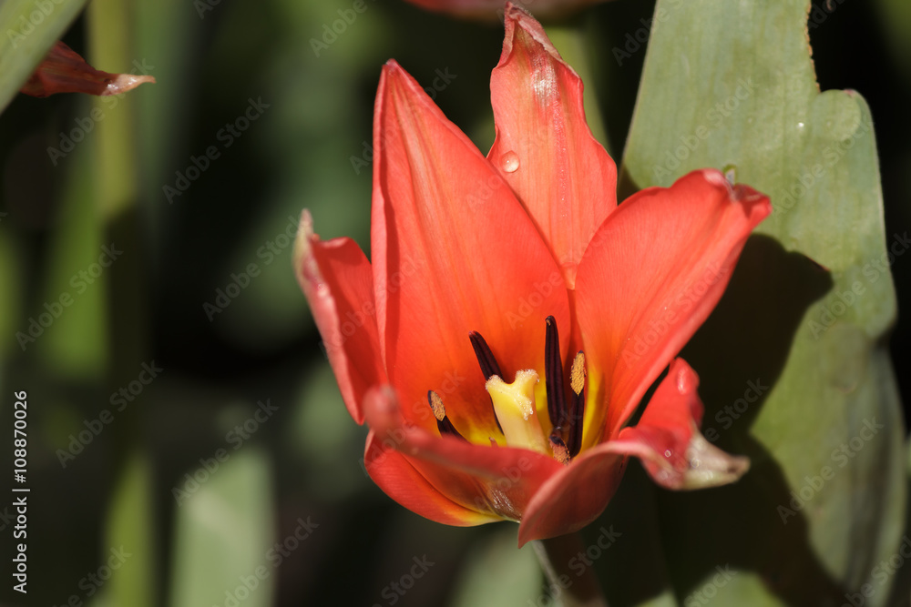 Fototapeta premium tulipe rouge