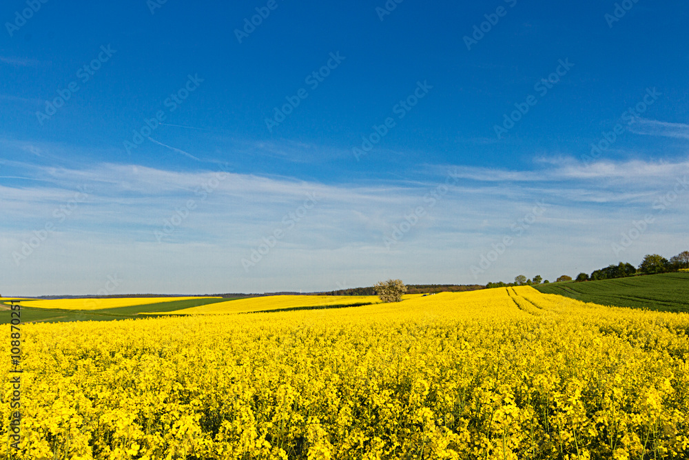 Obraz premium Rapsfeld