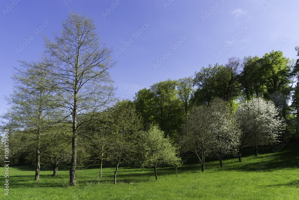 Blühende Streubostwiese im Kraichgau Blühende Streubostwiese im Kraichgau