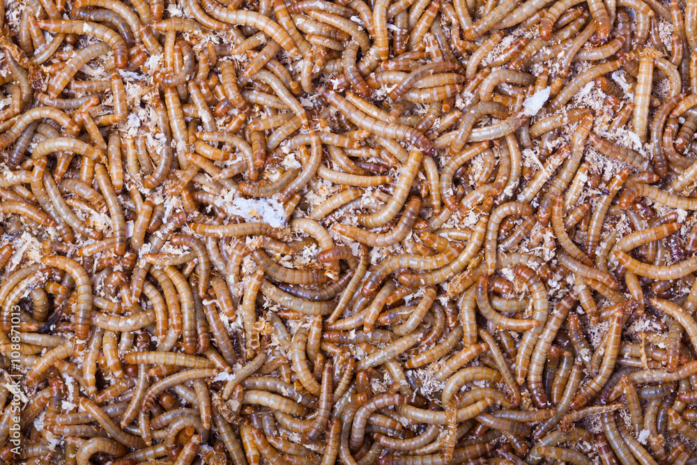 A pile of living mealworms larvae. This worm is used as food for feeding birds, reptiles or fish. The image can be used as abstract background