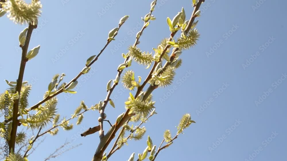 The buds on the trees in early spring
The buds on the trees in early spring