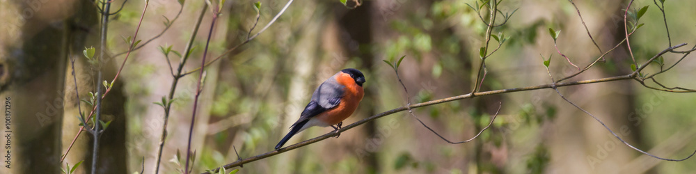 Fototapeta premium Gimpel, Dompfaff, Blutfink, pyrrhula pyrrhula, Männchen 